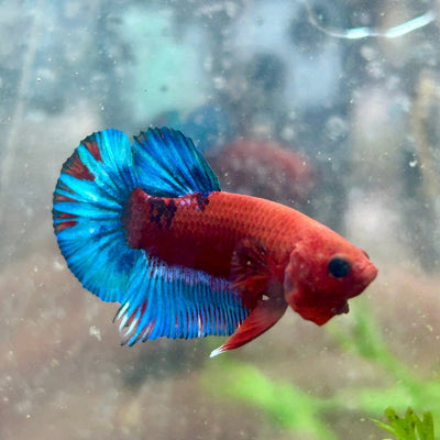 Plakat Red Fancy Blue Star Male Betta 079