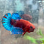 Plakat Red Fancy Blue Star Male Betta 079