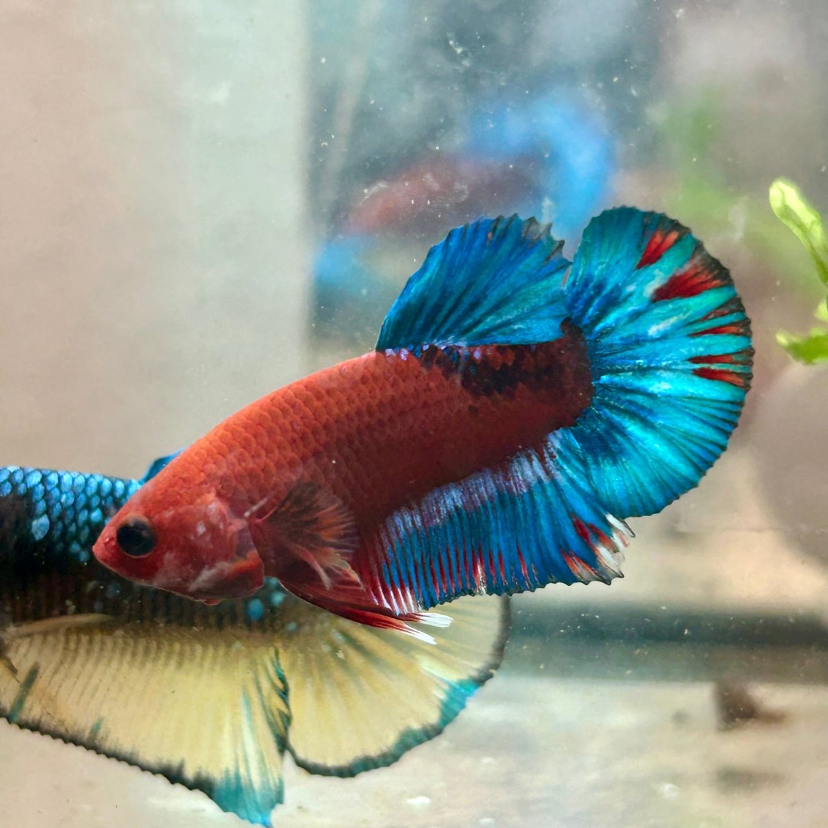 Plakat Red Fancy Blue Star Male Betta 079