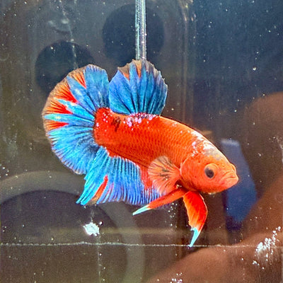 Plakat Red Fancy Blue Star Male Betta J50