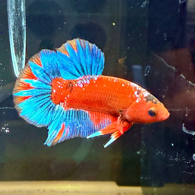 Plakat Red Fancy Blue Star Male Betta J50
