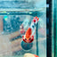 Plakat Red Fancy Coppe - Female Betta 116 Live Betta Fish Female betta