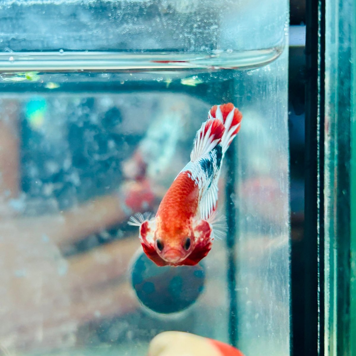 Plakat Red Fancy Coppe - Female Betta 116 Live Betta Fish Female betta