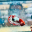 Plakat Red Fancy Coppe - Female Betta 116 Live Betta Fish Female betta