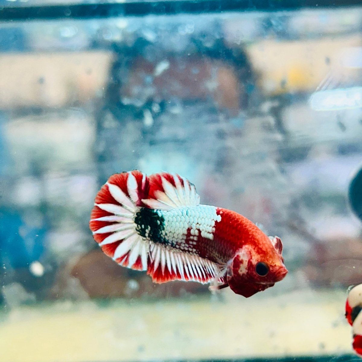 Plakat Red Fancy Coppe - Female Betta 116 Live Betta Fish Female betta