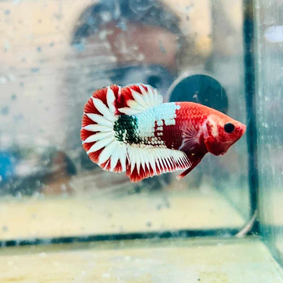 Plakat Red Fancy Coppe - Female Betta 116 Live Betta Fish Female betta