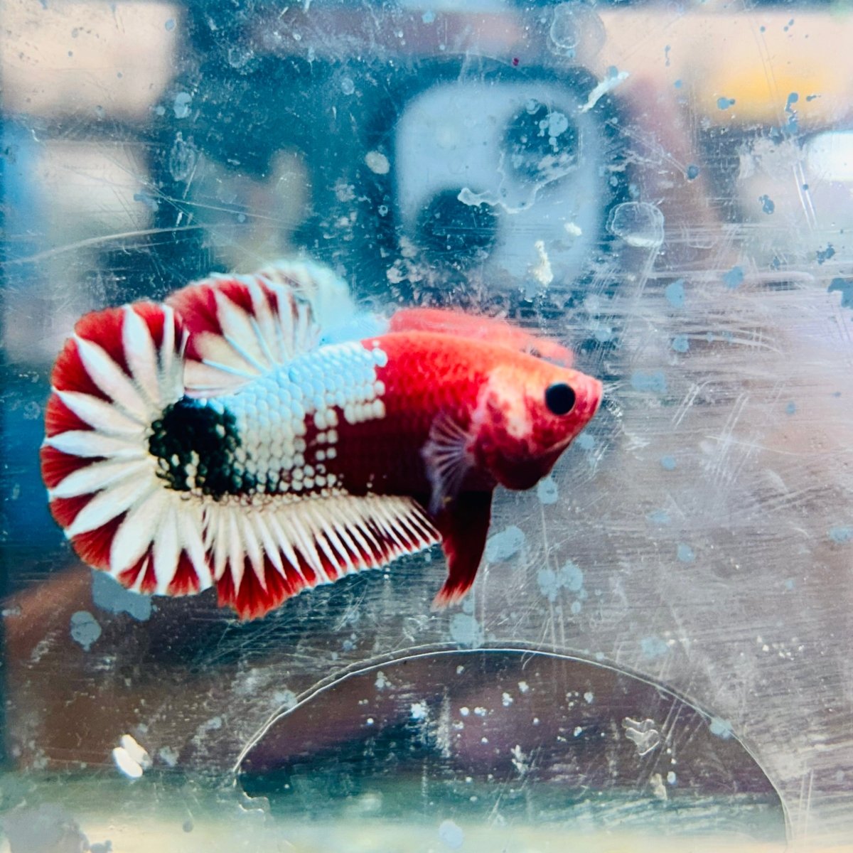 Plakat Red Fancy Coppe - Female Betta 116 Live Betta Fish Female betta