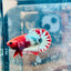 Plakat Red Fancy Coppe - Female Betta 116 Live Betta Fish Female betta