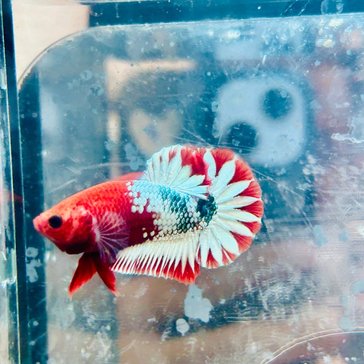 Plakat Red Fancy Coppe - Female Betta #116