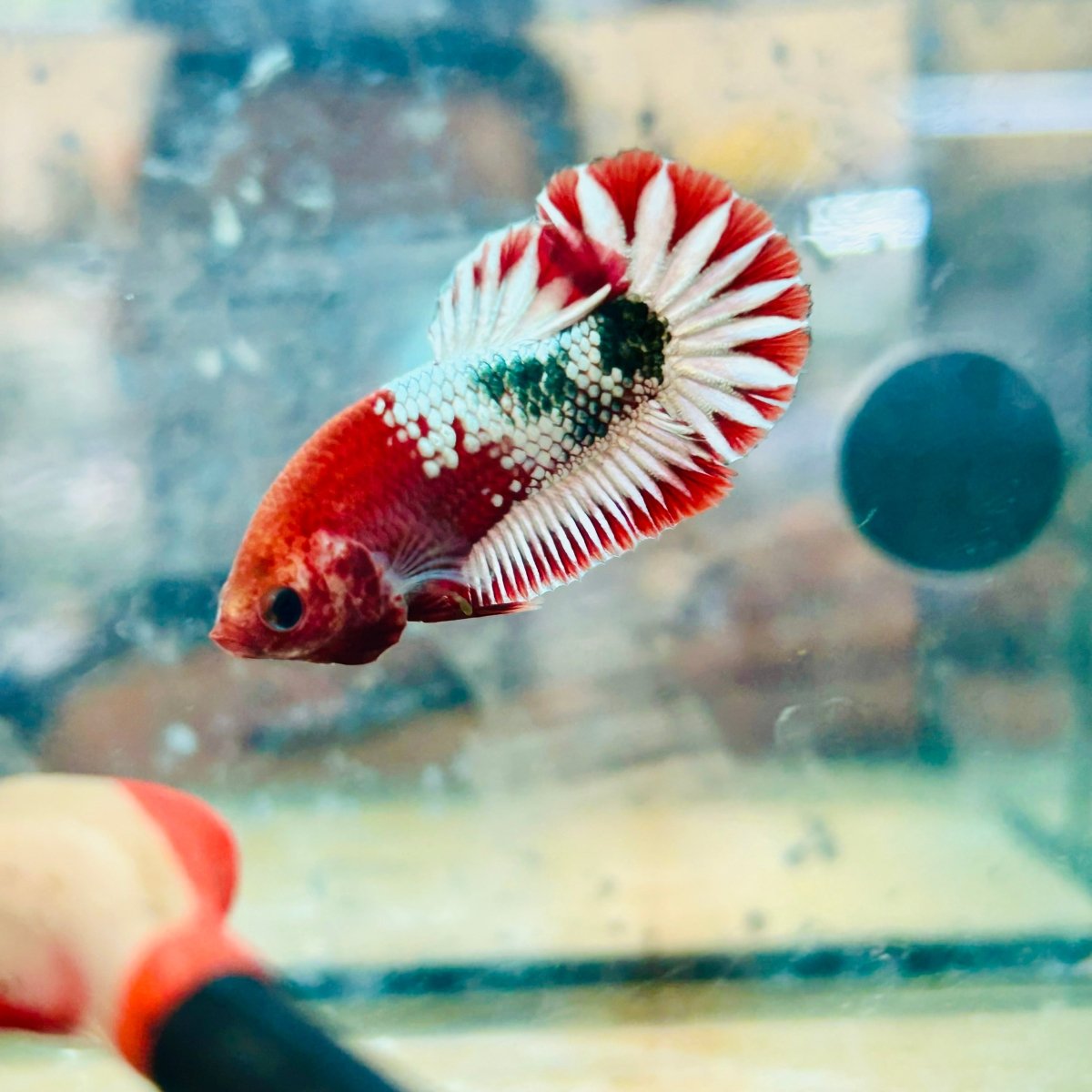 Plakat Red Fancy Coppe - Female Betta 116 Live Betta Fish Female betta