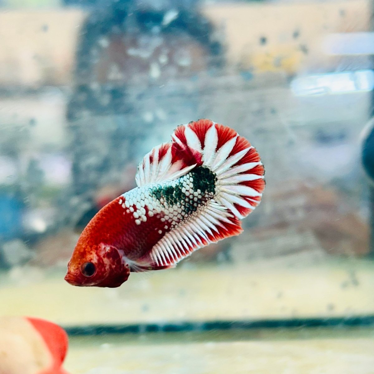 Plakat Red Fancy Coppe - Female Betta #116