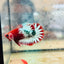 Plakat Red Fancy Coppe - Female Betta 116 Live Betta Fish Female betta