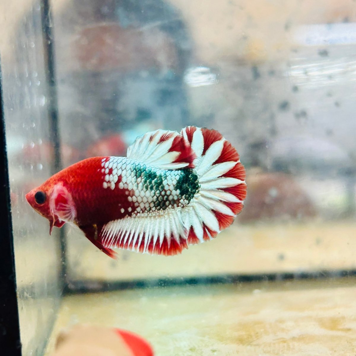 Plakat Red Fancy Coppe - Female Betta 116 Live Betta Fish Female betta