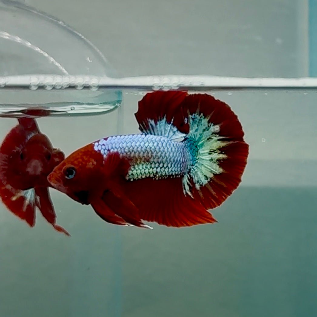 Plakat Red Fancy Copper 100% Male Betta #Se30