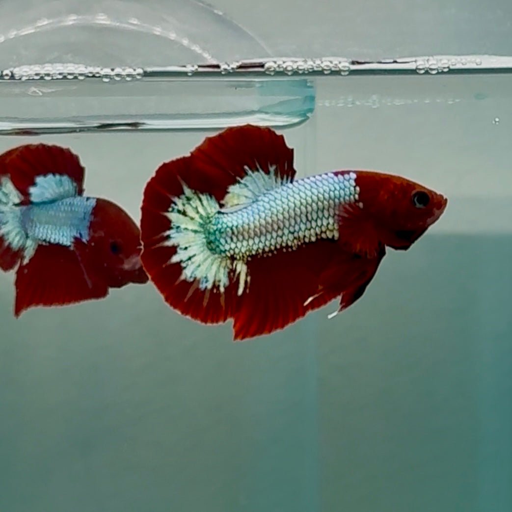 Plakat Red Fancy Copper 100% Male Betta #Se30