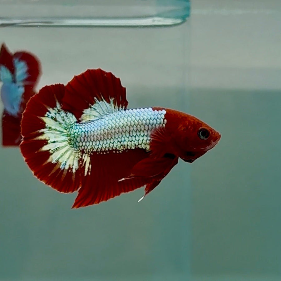 Plakat Red Fancy Copper 100% Male Betta #Se30 Male betta