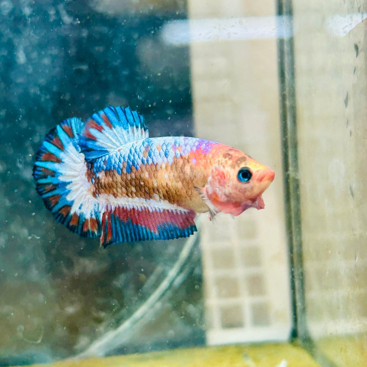 Plakat Red Fancy Copper Female Betta 030 Female betta