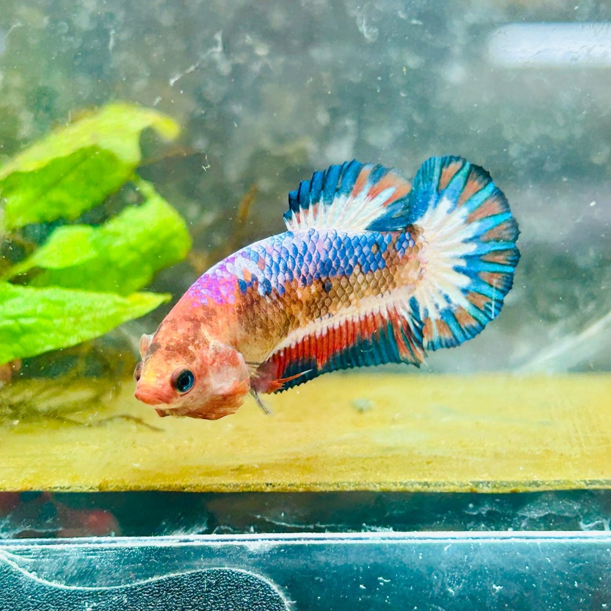 Plakat Red Fancy Copper Female Betta 030 Female betta