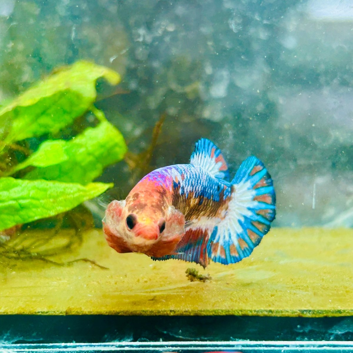 Plakat Red Fancy Copper Female Betta 030 Female betta