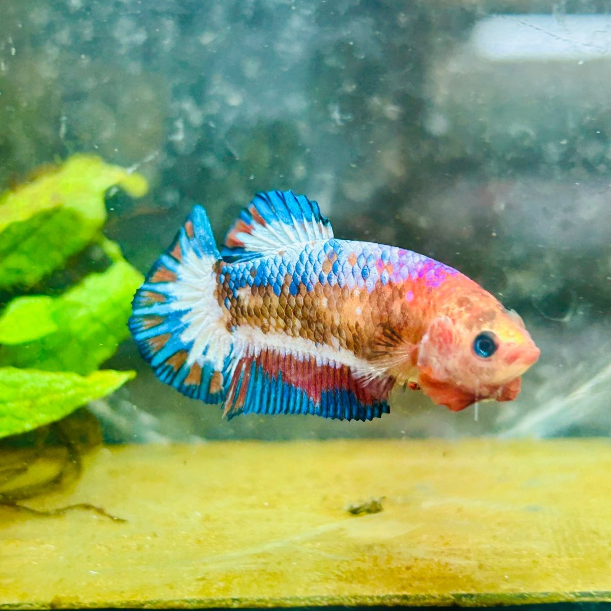 Plakat Red Fancy Copper Female Betta 030 Female betta