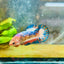 Plakat Red Fancy Copper Female Betta 030 Female betta