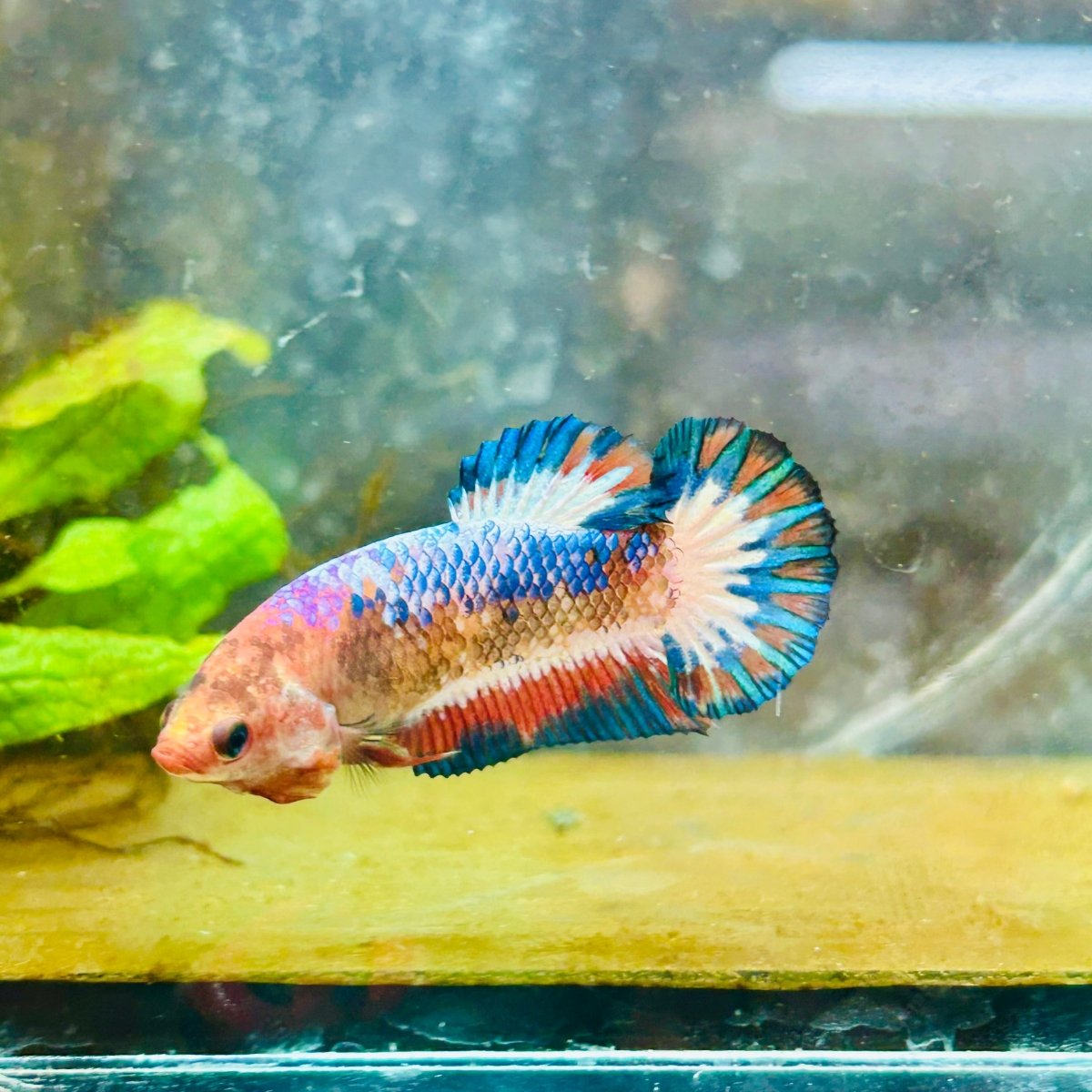 Plakat Red Fancy Copper Female Betta 030 Female betta
