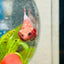 Plakat Red Fancy Copper Female Betta 073 Female betta