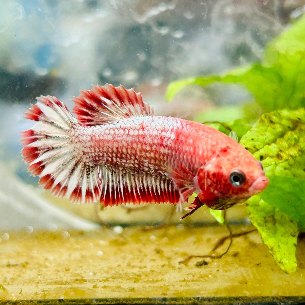 Plakat Red Fancy Copper Female Betta 073 Female betta