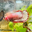 Plakat Red Fancy Copper Female Betta 073 Female betta