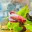 Plakat Red Fancy Copper Female Betta 073 Female betta
