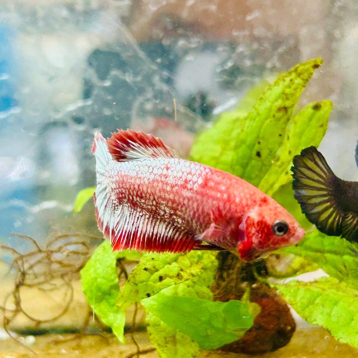 Plakat Red Fancy Copper Female Betta 073 Female betta