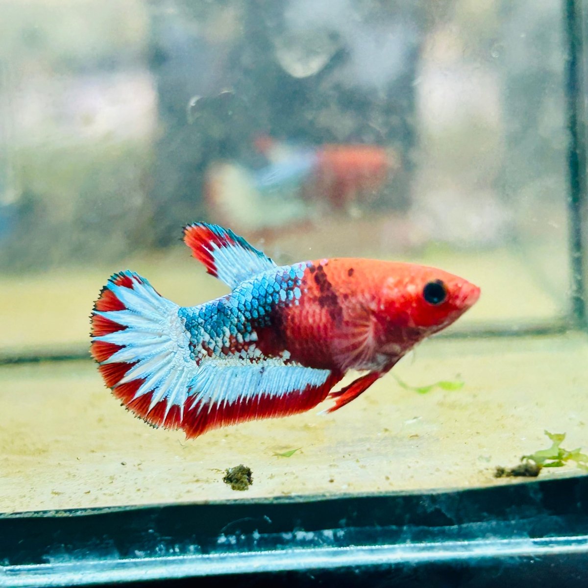 Plakat Red Fancy Copper Female Betta #084