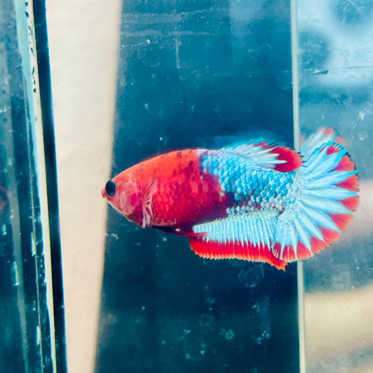 Plakat Red Fancy Copper Female Betta #084