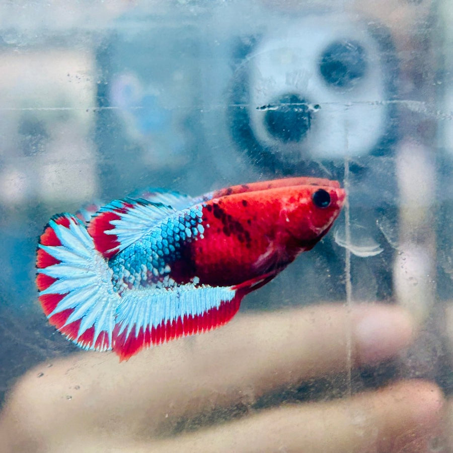 Plakat Red Fancy Copper Female Betta 084 Female betta