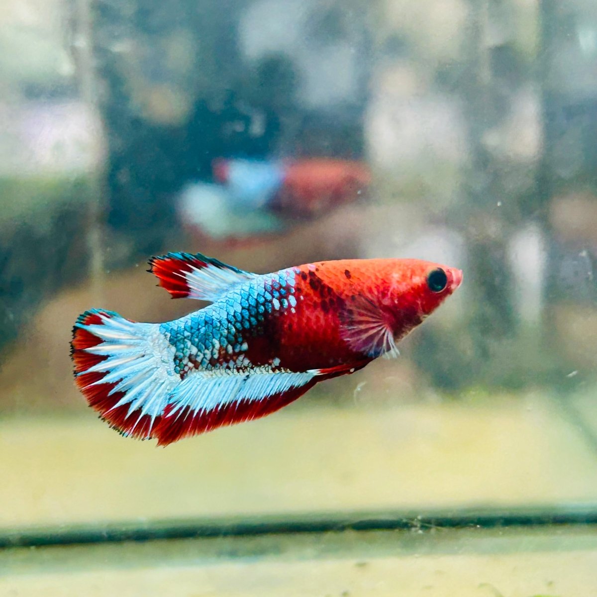 Plakat Red Fancy Copper Female Betta #084