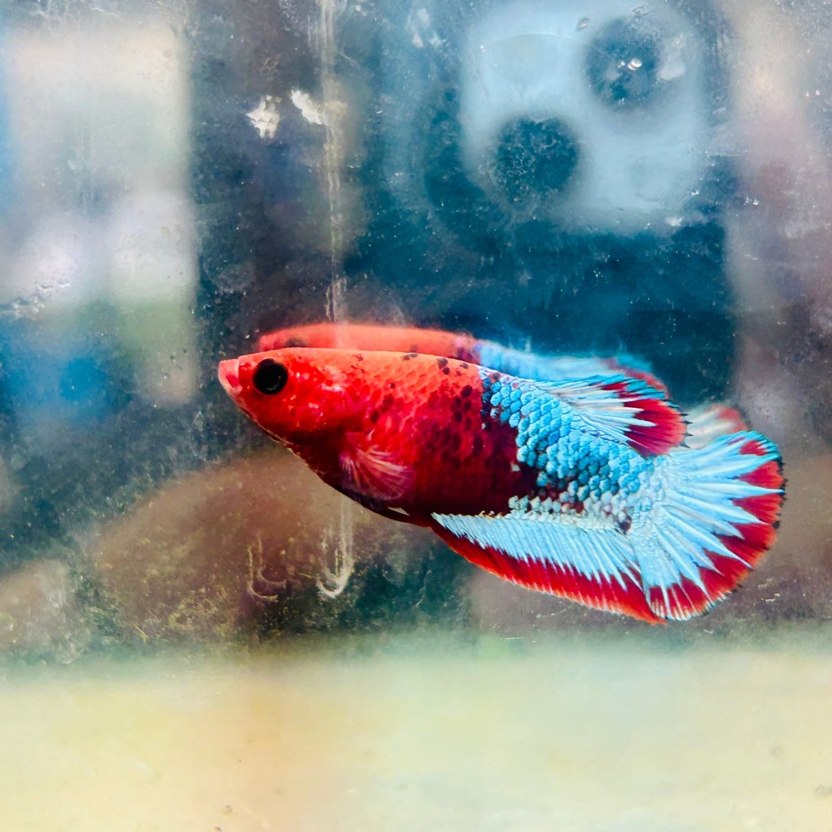 Plakat Red Fancy Copper Female Betta #084