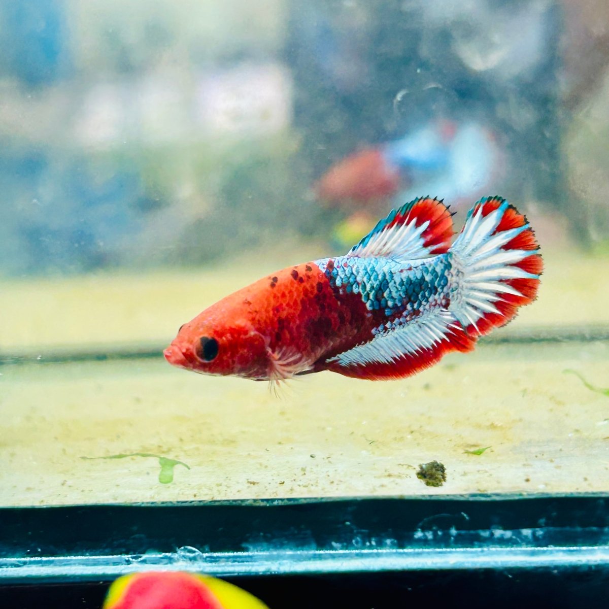 Plakat Red Fancy Copper Female Betta #084