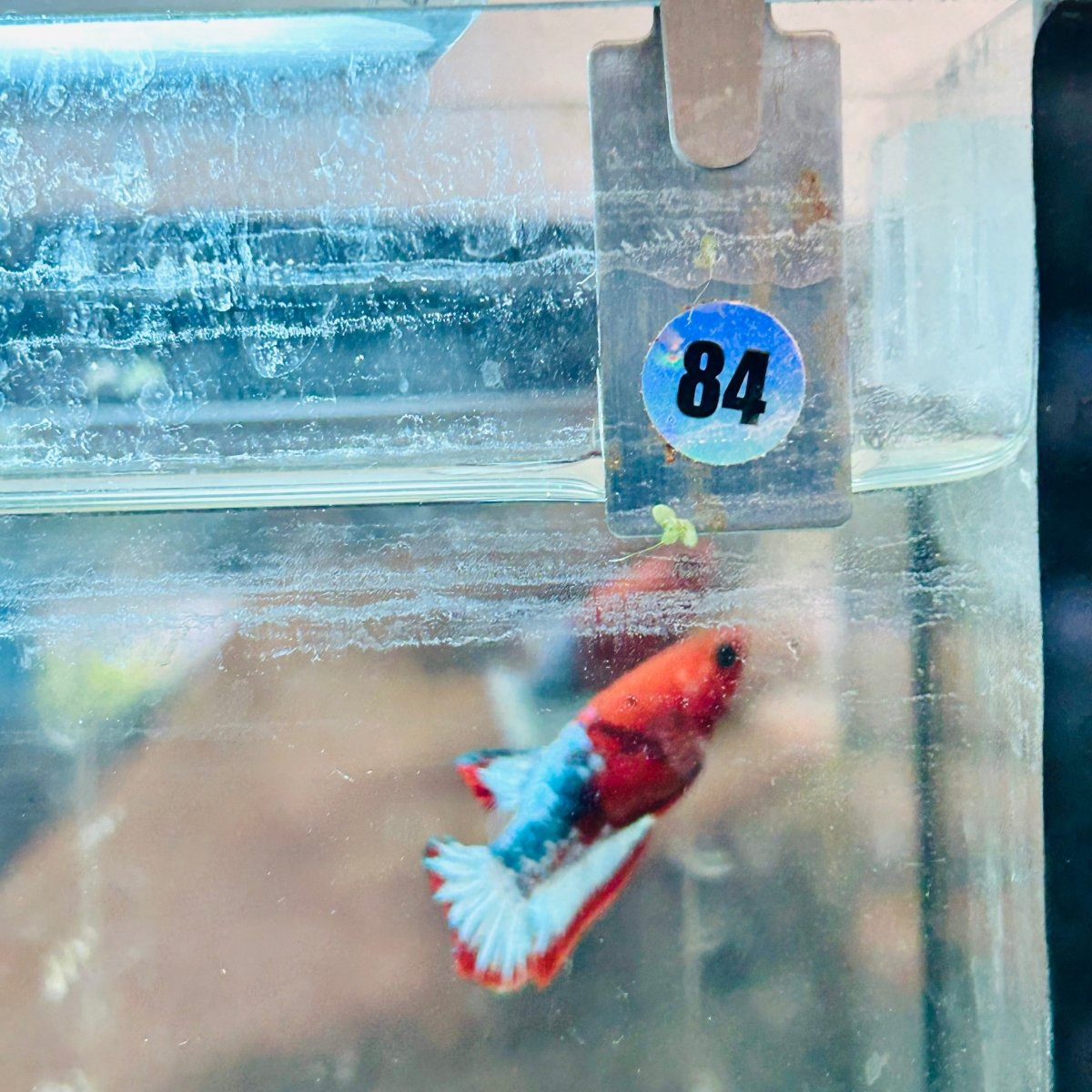 Plakat Red Fancy Copper Female Betta #084