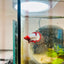 Plakat Red Fancy Copper Female Betta 098 Female betta