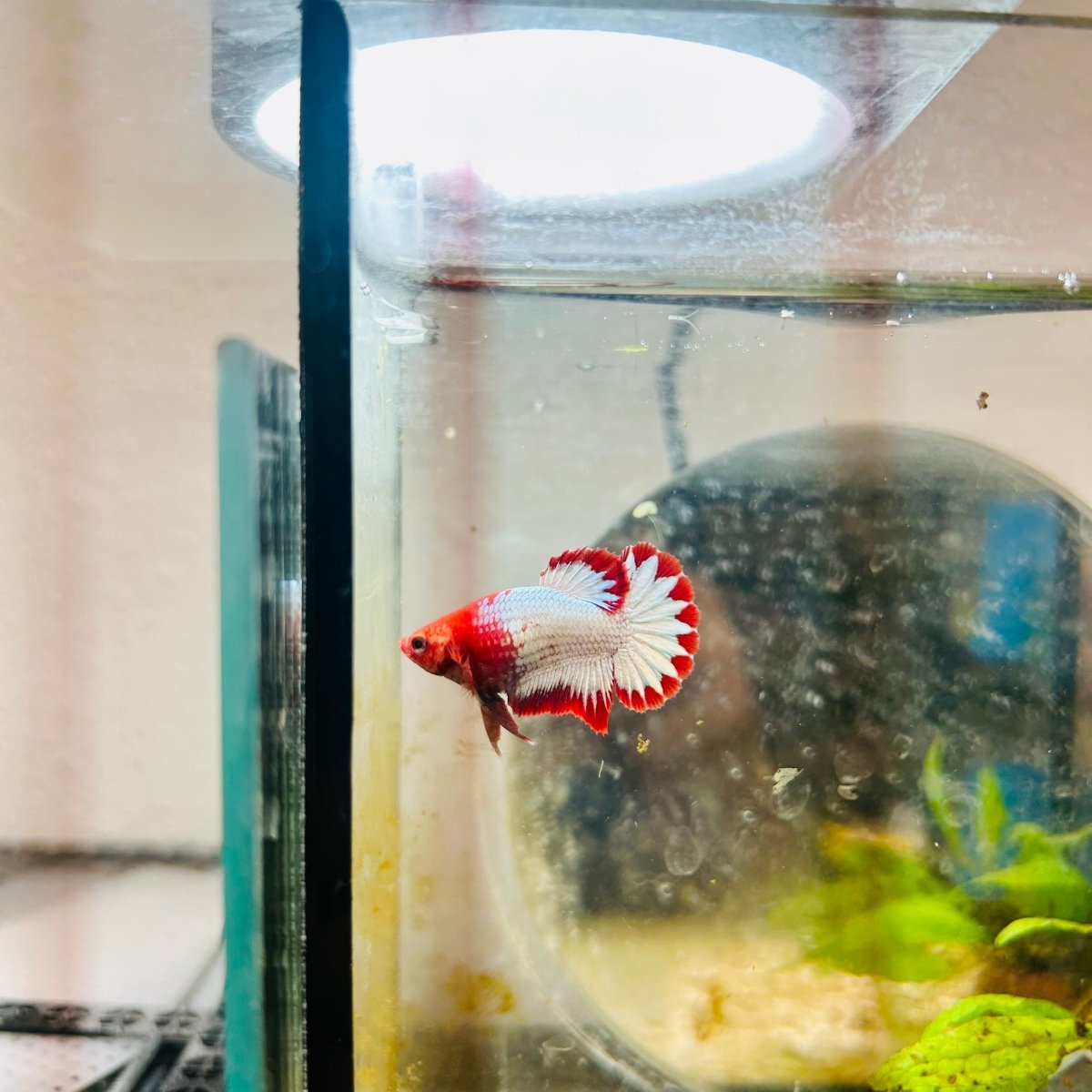 Plakat Red Fancy Copper Female Betta