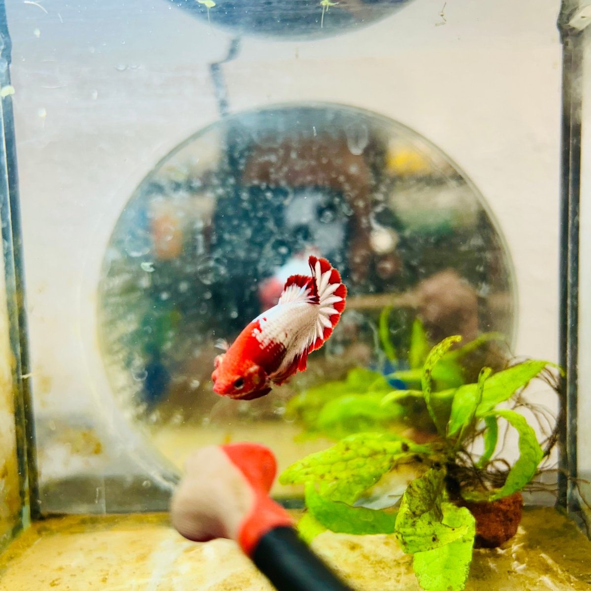 Plakat Red Fancy Copper Female Betta