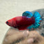 Plakat Red Fancy Copper Female Betta 120