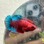 Plakat Red Fancy Copper Female Betta 120