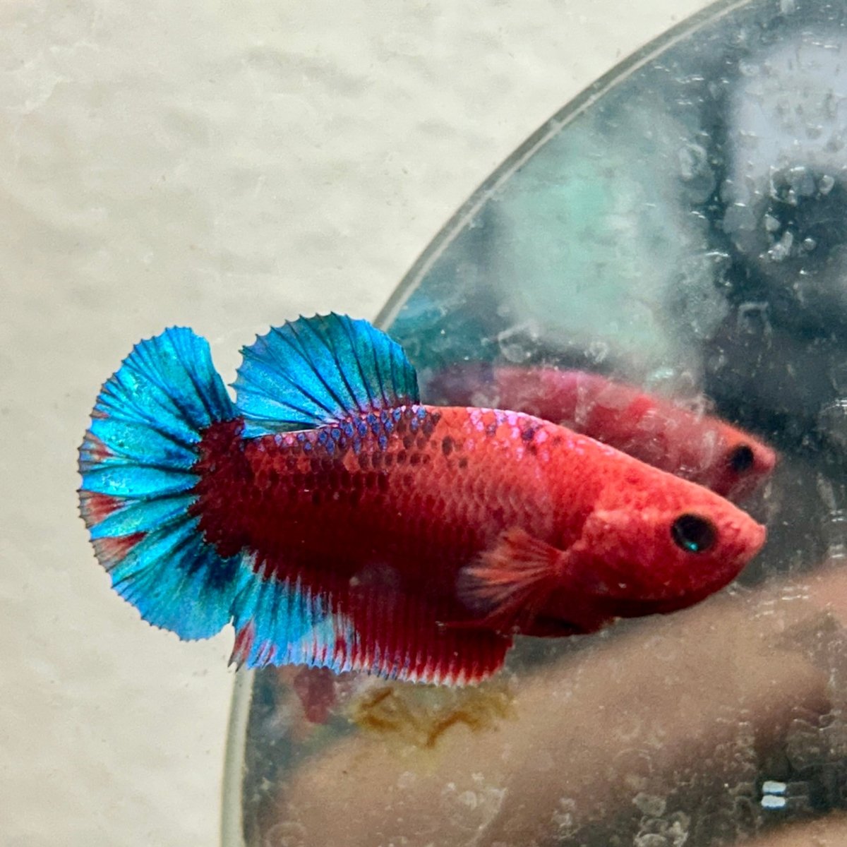 Plakat Red Fancy Copper Female Betta 120