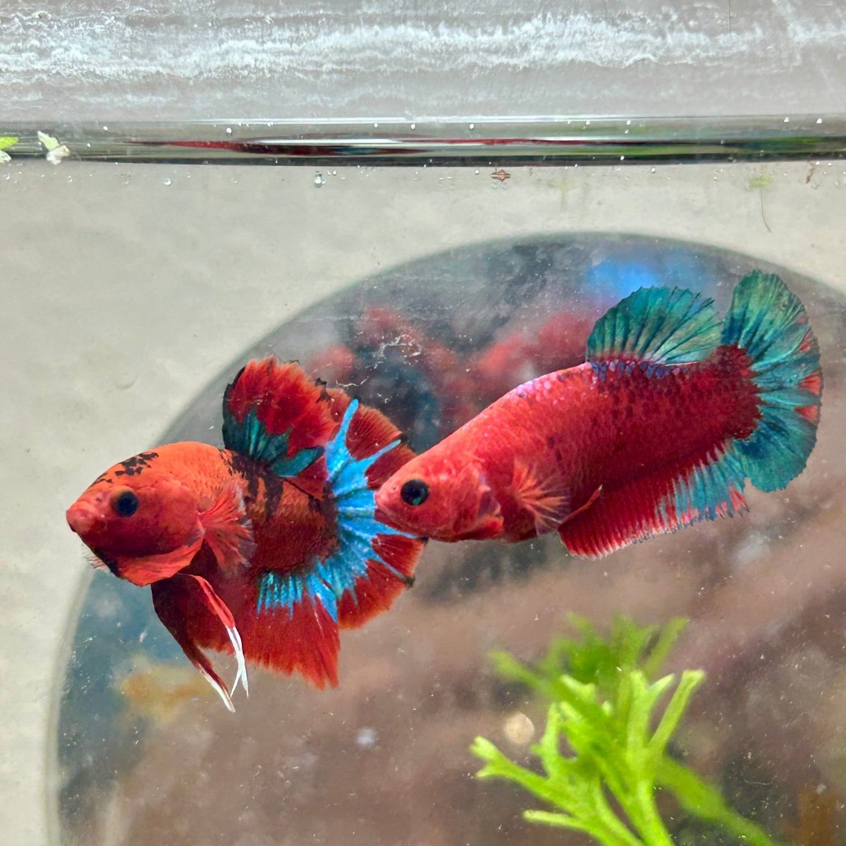 Plakat Red Fancy Copper Female Betta 120