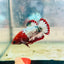 Plakat Red Fancy Copper Female Betta 154 Female betta