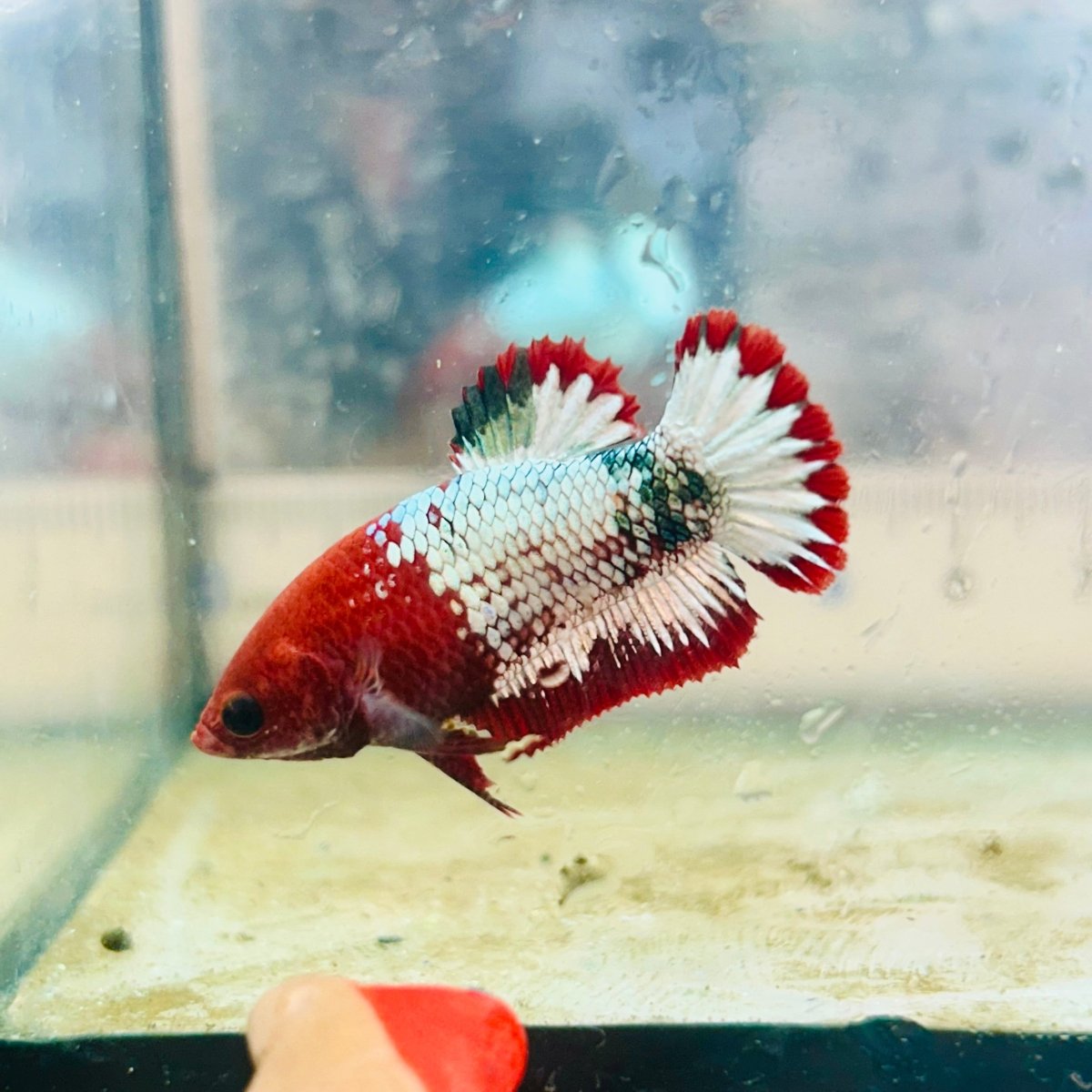 Plakat Red Fancy Copper Female Betta 154 Female betta
