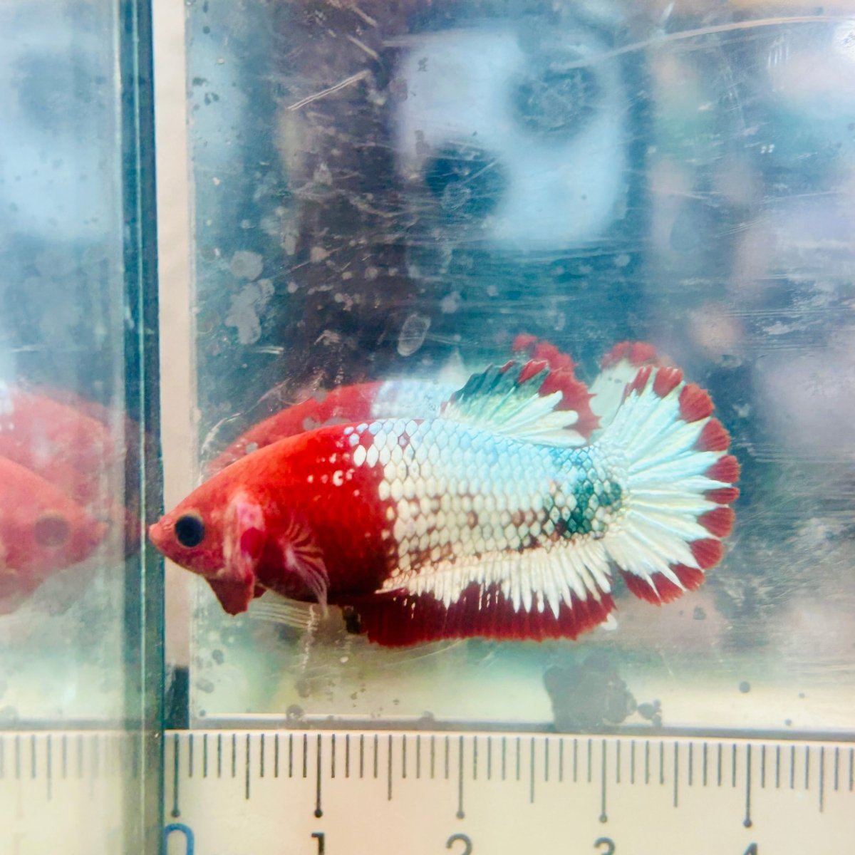 Plakat Red Fancy Copper Female Betta 154 Female betta