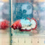 Plakat Red Fancy Copper Female Betta 154 Female betta