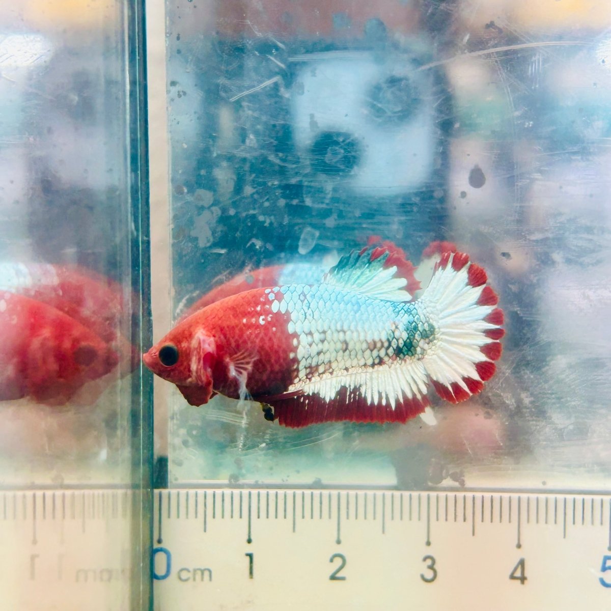 Plakat Red Fancy Copper Female Betta 154 Female betta